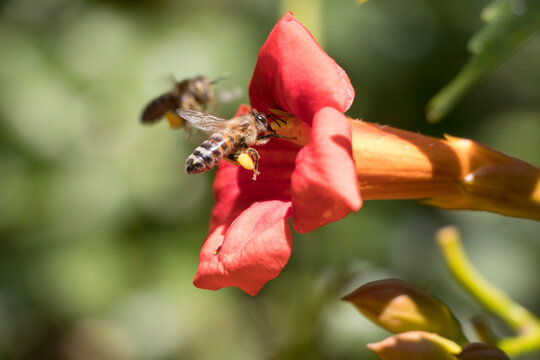 Flying honey bee collecting pollen at orange flower. Bee flying over the red flower in blur background