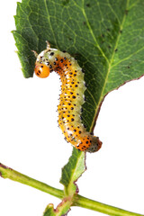 Close up shot of young Caterpillar feeding on rose plant leaf