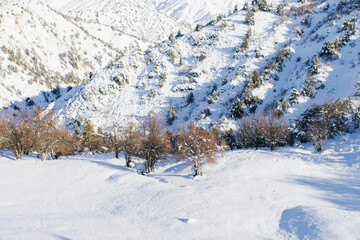 Winter mountain landscape Trees in the snow in the mountains of Uzbekistan