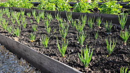 Green onions growing in the garden