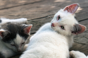 Fototapeta premium Cute white-black fluffy kittens sleeping together on the wooden boards outdoors