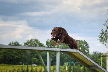 Crazy brown border collie is running in agility park on dog walk. She teachs new thing for...