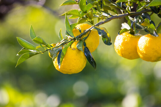 屋外で撮影した柚子の木とその実