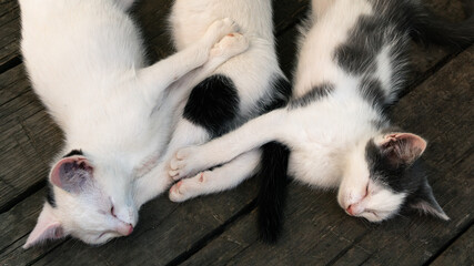 Cute white-black fluffy kittens sleeping together on the wooden boards outdoors