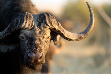 buffalo big head with huge horns