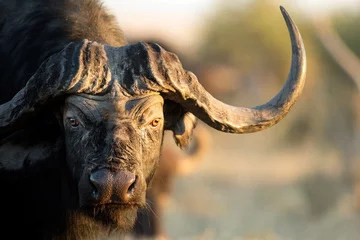 Foto auf Acrylglas Büffel Büffel großer Kopf mit riesigen Hörnern