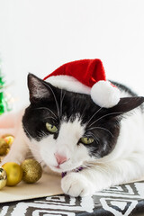 Close up portrait of Beautiful cat with red cap of Santa Claus and Christmas gifts.