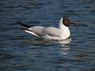 Black-headed gull (Chroicocephalus ridibundus) swimming in blue water, Gdansk, Poland	