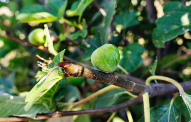Fig tree with fruit close up