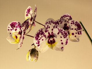 White orchids with purple dots