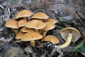 Group of Gymnopilus junonius - large orange mushrooms commonly known as the Spectacular Rustgill, growing on the forest floor.