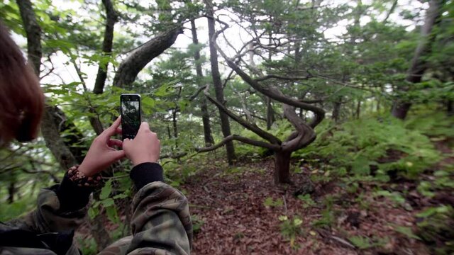 Woman backpacker is taking picture of yew growing in the shape of infinity sign. Petrov island, national reservation, Russia