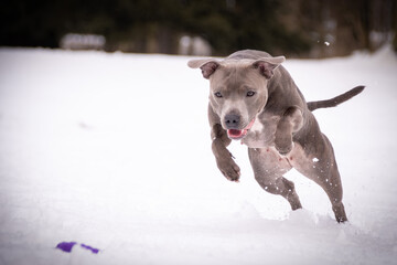 staffordshire bull terrier is jumping in snow. he is so happy outside. Dogs in snow is nice view