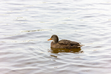 Wild ducks - Mallard duck swim in the reservoir in autumn.