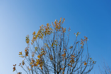 Tree crown with yellow autumn leaves against a blue sky