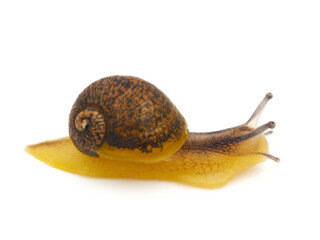 Snail isolated on white background
