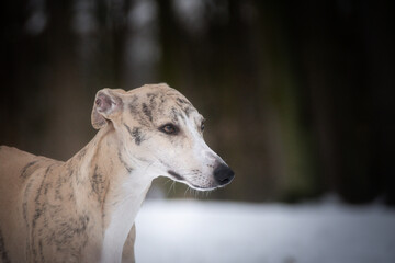 Whippet Dog is standing in snow. Winter photo from czech castle Konopiste. I love dogs on snow.