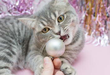 gray cat tries to bite the New Year's ball, which the hand is holding. Close-up, horizontal photo,...