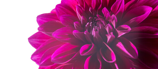 Purple autumn dahlias on white background. Copy space. Isolated on white © elenarostunova