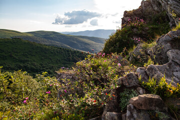 Kwiaty między skałkami na bieszczadzkich połoninach, Bukowe Berdo, Bieszczady, Polska © Przemysław Głowik