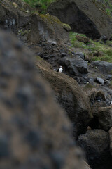 Icelandic nature, Landscape in Summer