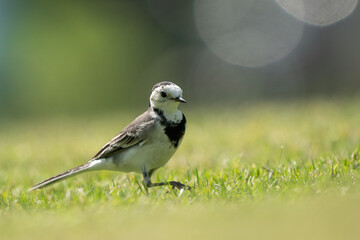 White Wagtail in a park in Doha, Qatar