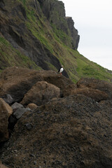 Icelandic nature, Landscape in Summer