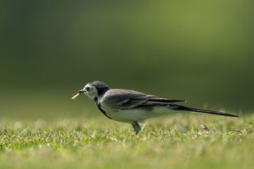 White Wagtail in a park in Doha, Qatar