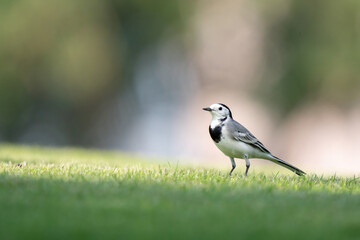 Obraz premium White Wagtail in a park in Doha, Qatar