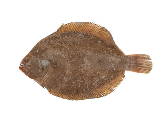 Brill Fish isolated on white background