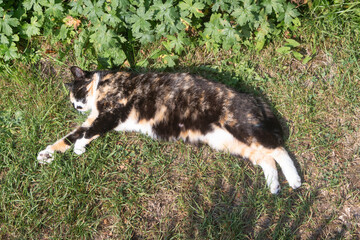Lying tortoiseshell cat in a garden during summer