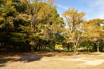 万博記念公園　森とベンチ