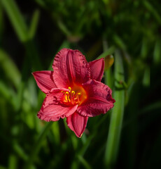 Fototapete bei efototapeten.de bestellen   