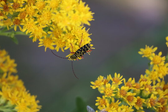 Long horned Beetle Wasp Mimic