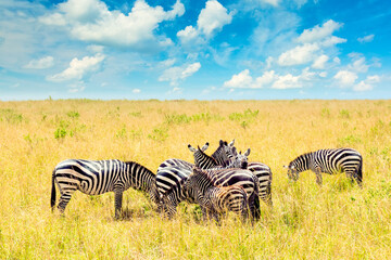 Fototapeta na wymiar Group of Zebras in african savannah in Masai Mara National park. Wildlife of Kenya, Africa. African landscape with zebras, blue sky and clouds.