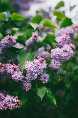 Beautiful branches of blossoming lilac in a spring garden.