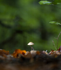 Close-up mushroom in forest with dark background
