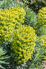 giant cypress spurge plant with flowers in bloom growing in ornamental garden