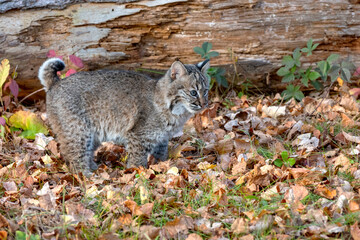 Bobcat Kitten in the Forest in Autumn