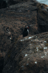 Icelandic nature, Landscape in Summer