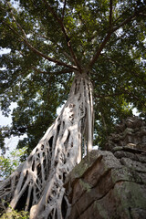 Angkor Wat Temple in the Ancient city of Angkor Thom, Siem Reap, Cambodia 