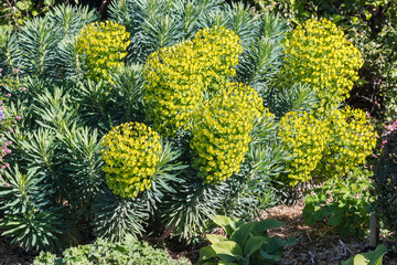 giant cypress spurge - Euphorbia cyparissias plant in bloom growing in garden