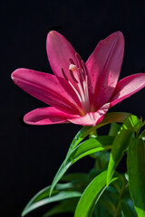 Dark Pink Lily Flowering Plant