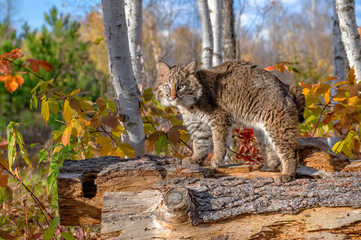 Obraz premium Bobcat Kitten in the Birch Forest in Autumn
