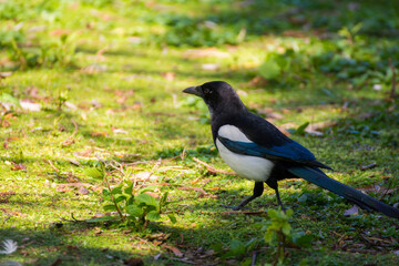 Bird 392