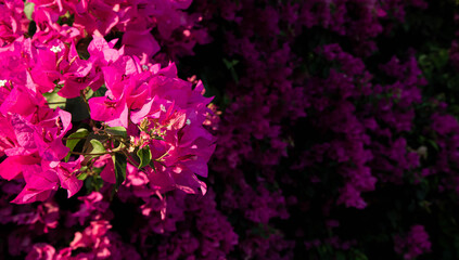 Pink flowers in full blossom 