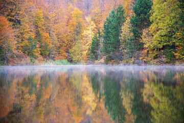 autumn in the forest