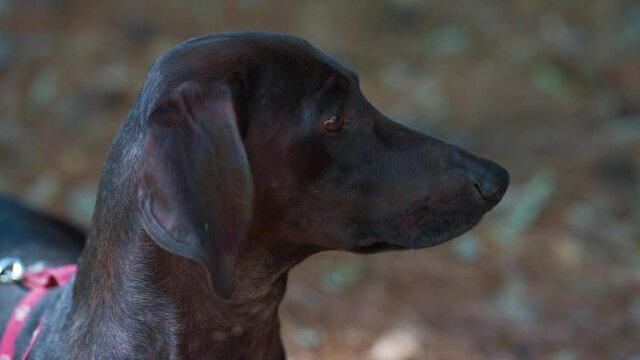 perro salchicha negro Dachshund