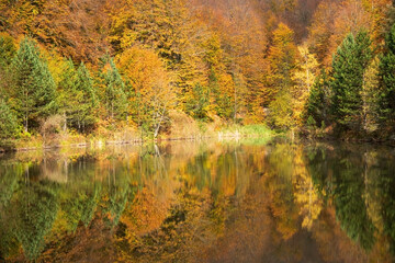 autumn in the forest