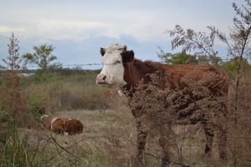 vaca